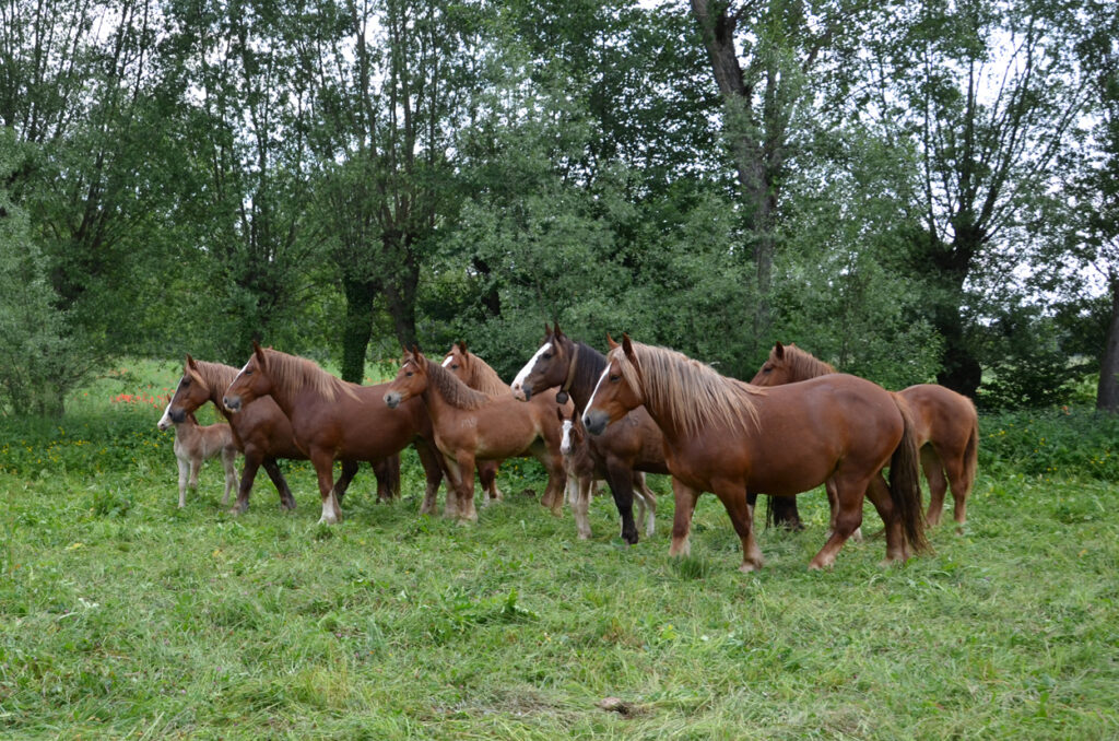 Cavalli Agricoli al pascolo - CAITPR