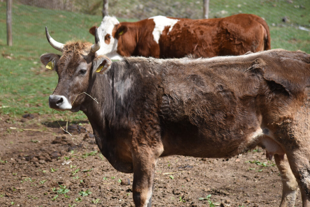 Razze bovine a limitata diffusione