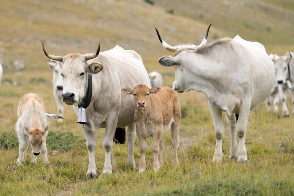 Monticare a Campo Imperatore nel 2024