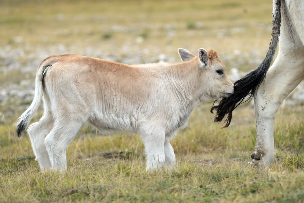 Monticare a Campo Imperatore nel 2024