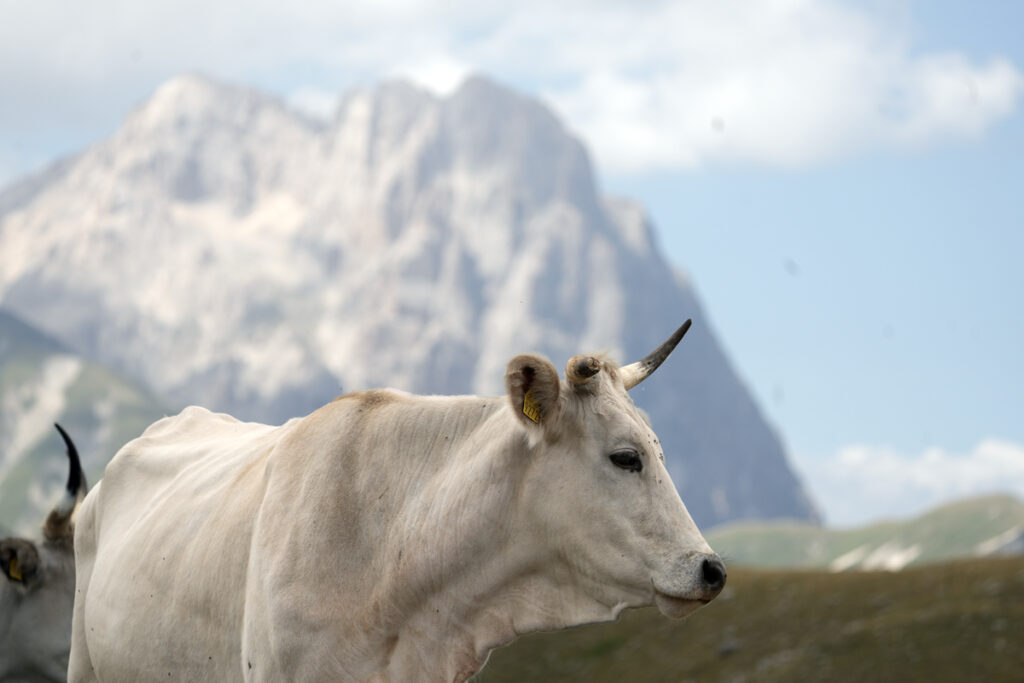 Monticare a Campo Imperatore nel 2024