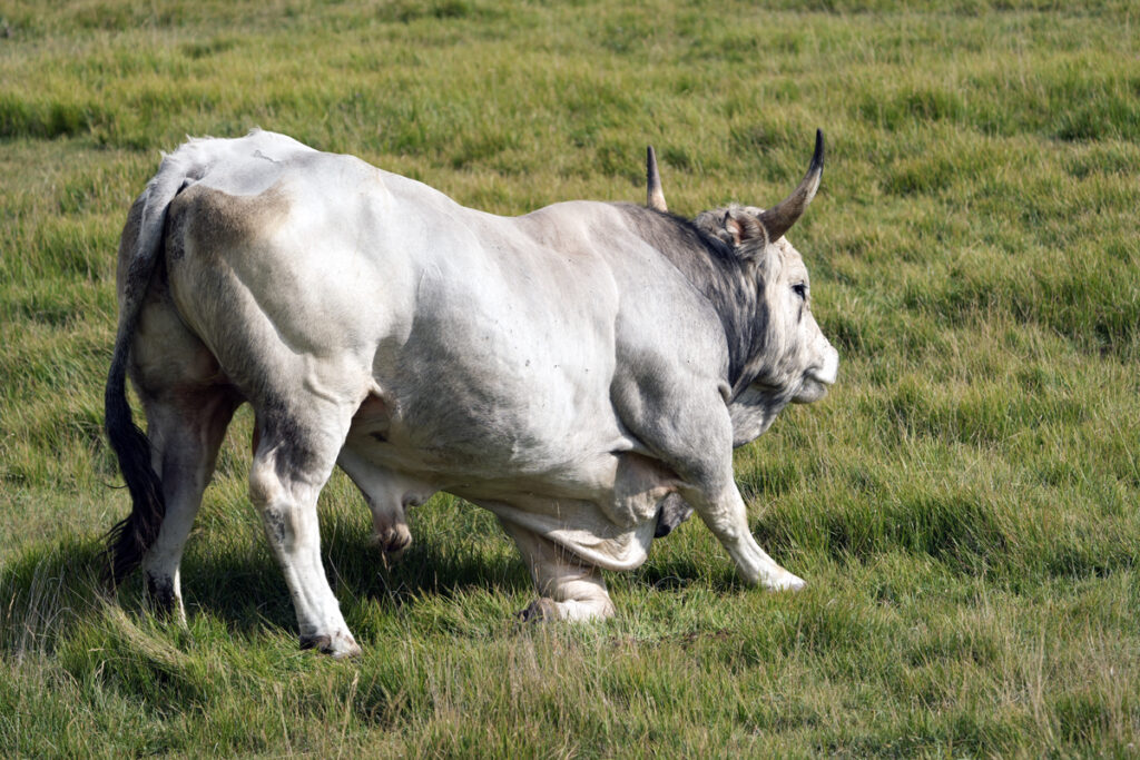 Toro Romagnolo