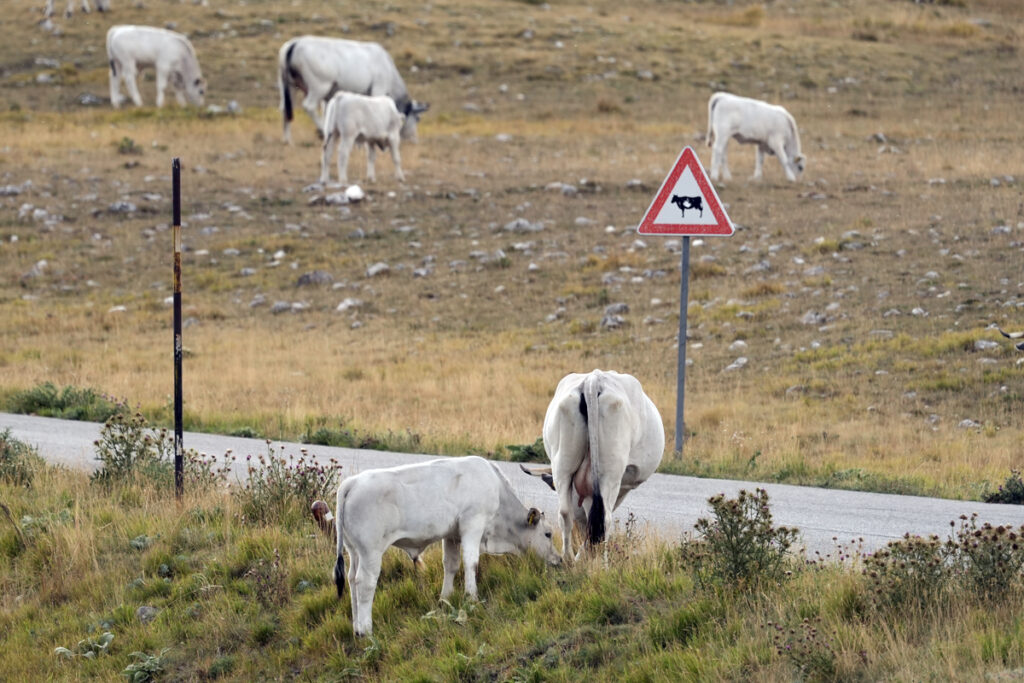 Vacche bianche al pascolo a Campo Imperatore