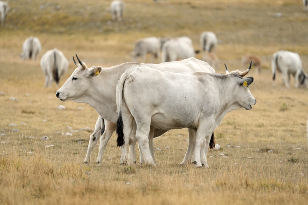 Monticare a Campo Imperatore nel 2024