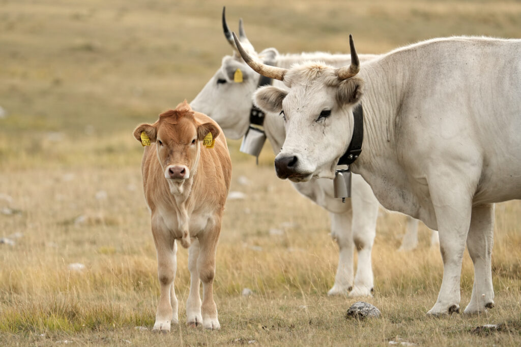 Monticare a Campo Imperatore nel 2024