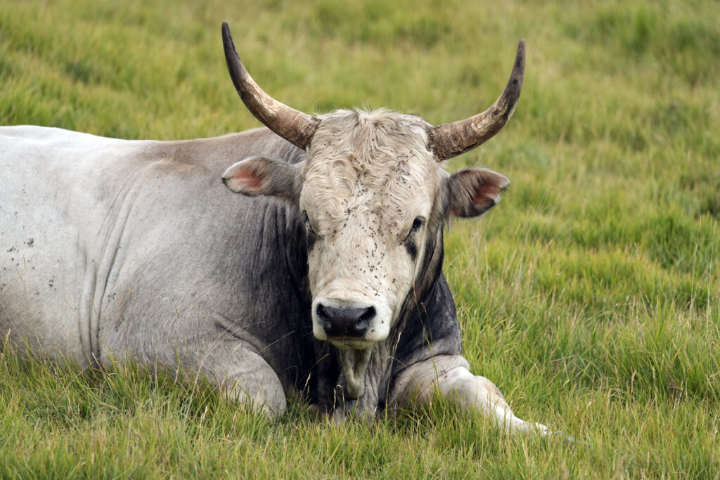 Toro Romagnolo