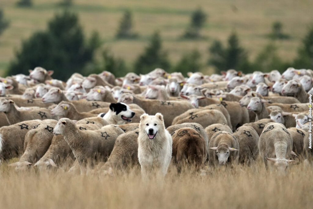 Pecore, Cani e Pastori: i ritratti