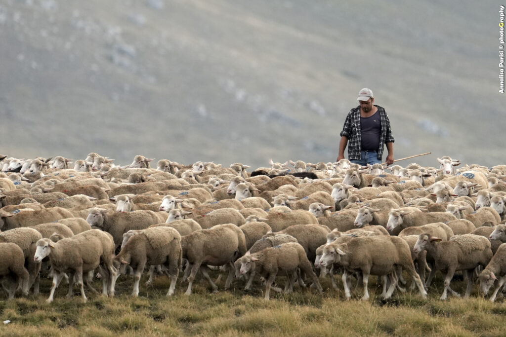 I pastori, con il loro legame indissolubile alla terra e agli animali, sono i veri guardiani di un patrimonio culturale millenario