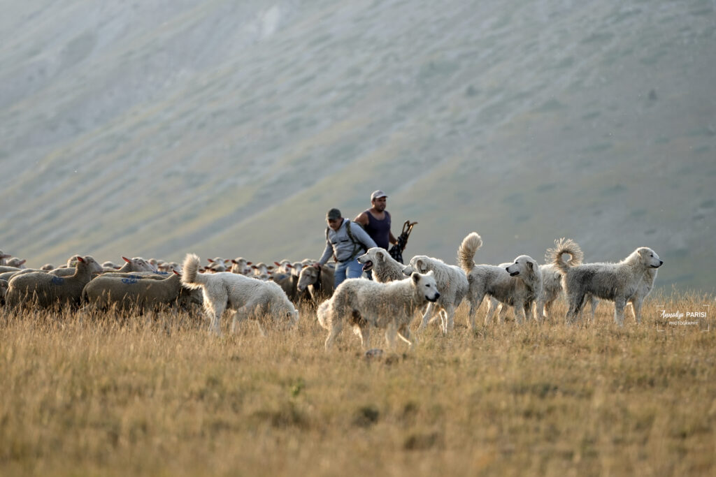 I pastori, con il loro legame indissolubile alla terra e agli animali, sono i veri guardiani di un patrimonio culturale millenario