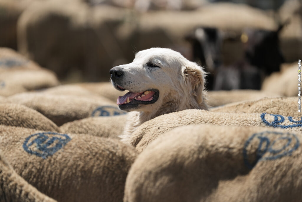 Cane da pecora… ma non solo! Un guardiano eccezionale