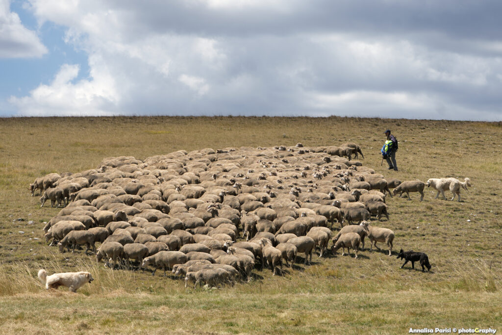 I pastori, con il loro legame indissolubile alla terra e agli animali, sono i veri guardiani di un patrimonio culturale millenario