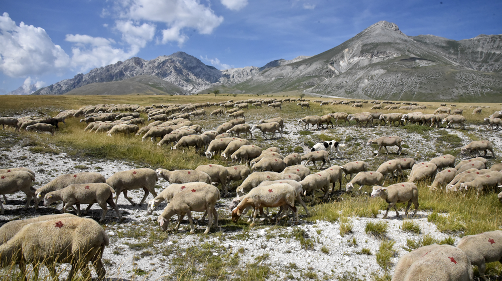 Le greggi a Campo Imperatore