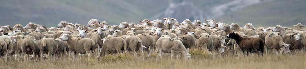 Un gregge in direzione Fonte Macina per la rassegna ovini di Campo Imperatore