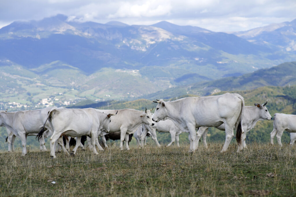 Agrobiodiversità - vacche al pascolo zona Borbona (RI)