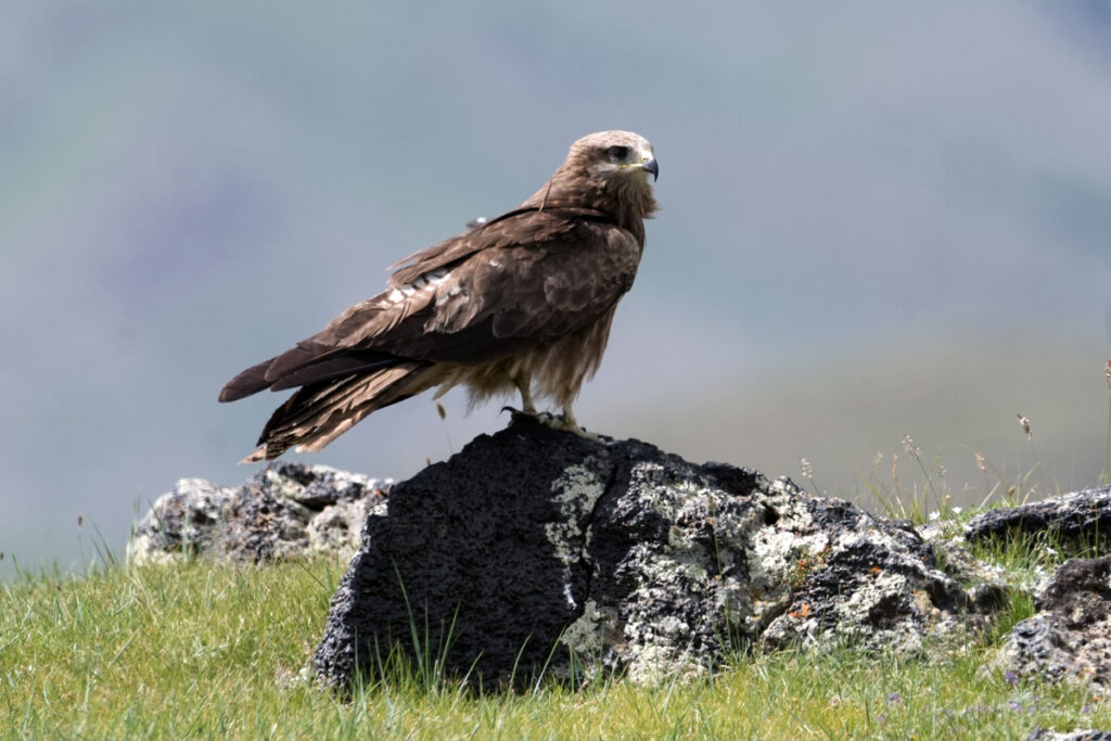 comprendere la Biodiversità 