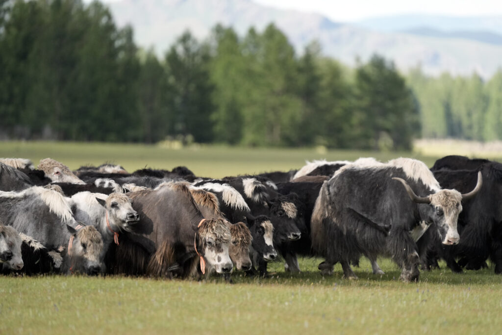 Colonia di Yak - Area di Buureg in prossimità del fiume Orkhon - Mongolia