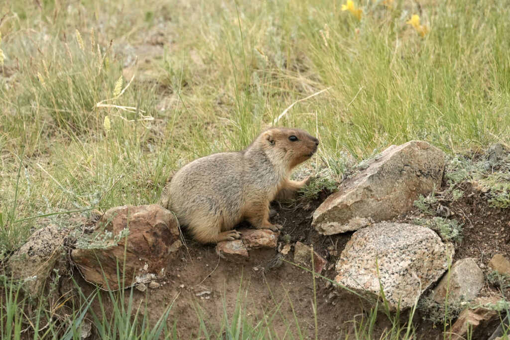 Marmotta - Parco Nazionale Hustai - Mongolia 