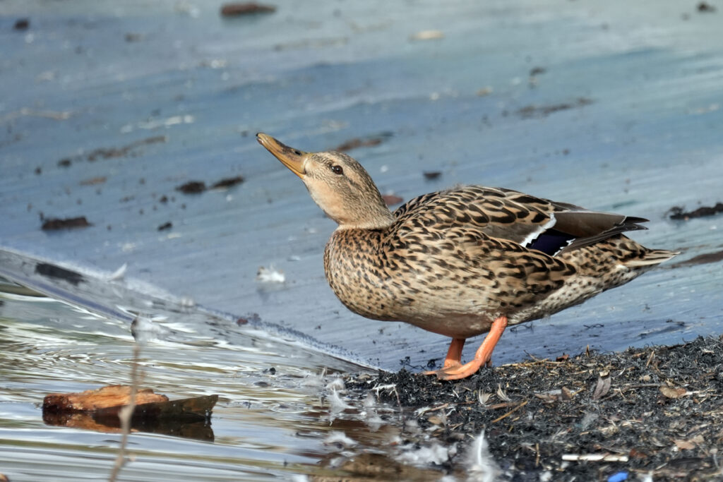 Dillo con parole mie. Le parole giuste per comprendere la Biodiversità