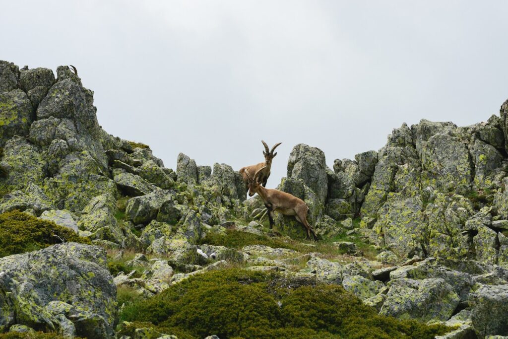 Cervidi - Montagne del Caucaso 