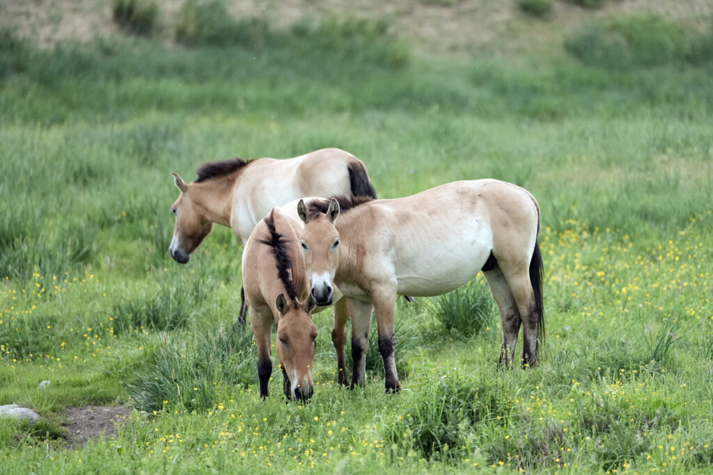 Rari esemplari di Cavallo di Przewalski o Taki in Mongolia