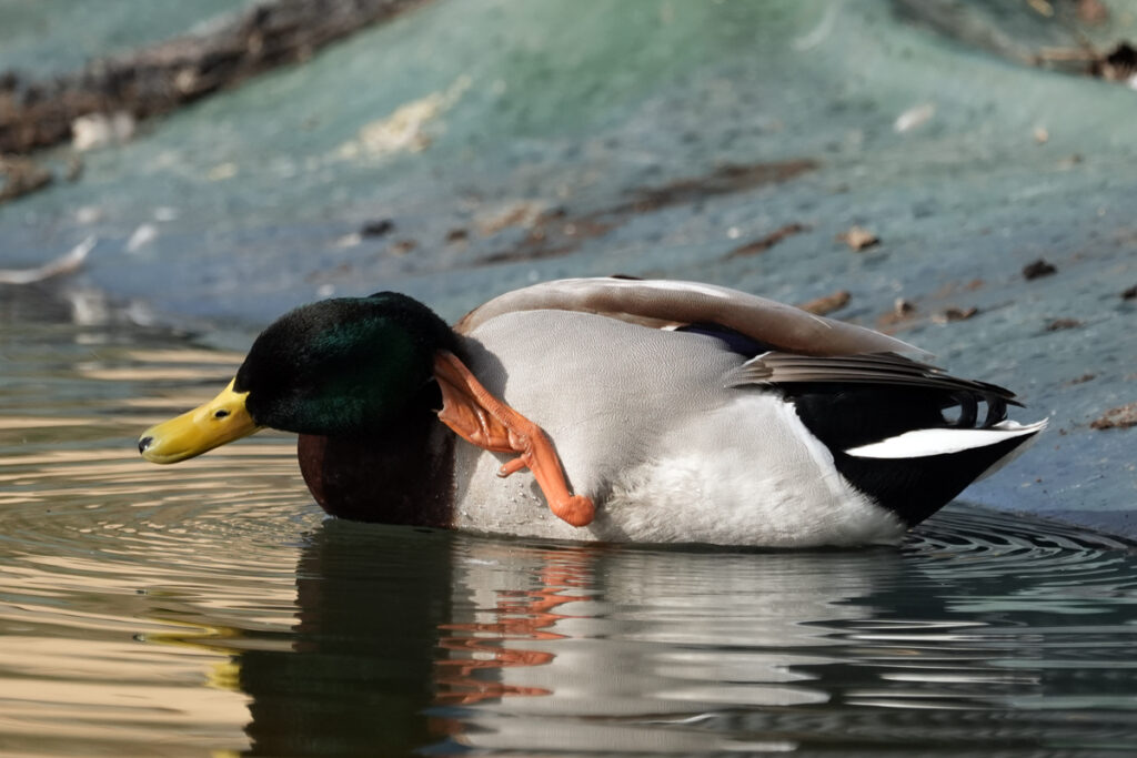 Comunicare correttamente la Biodiversità