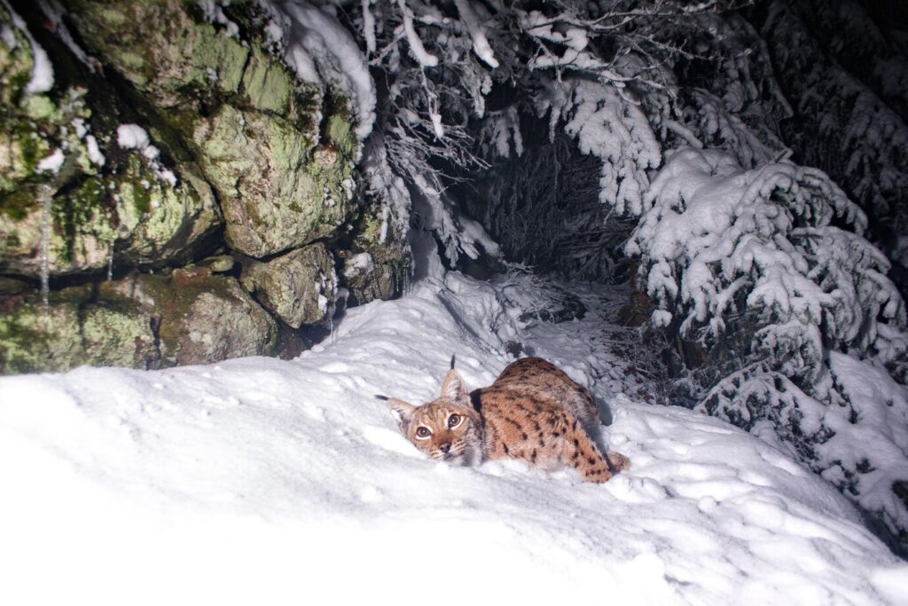 Lince Euroasiatica - Montagne Caucaso