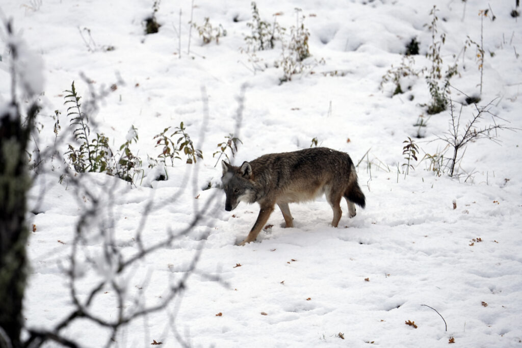 Il Paese della biodiversità. Il patrimonio naturale italiano