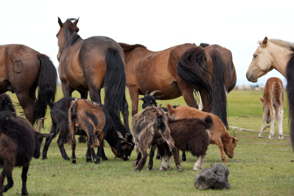 Cavalli al pascolo: vantaggi, problematiche e sostenibilità