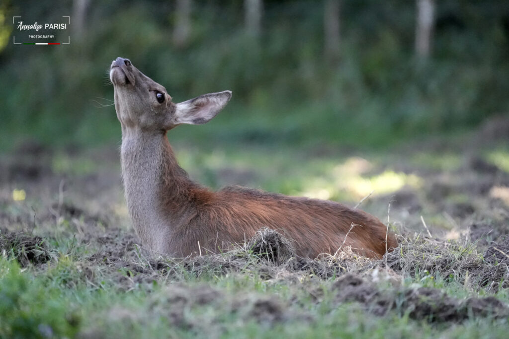 Il Paese della biodiversità. Il patrimonio naturale italiano