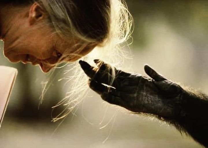 Jane Goodall