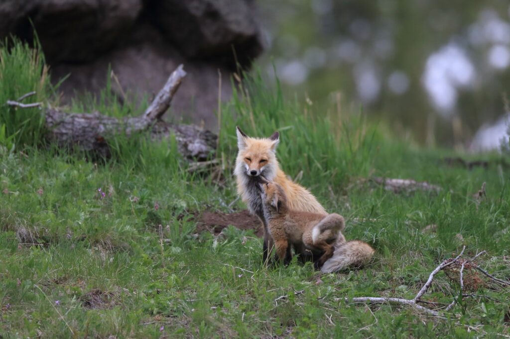 Quando i cuccioli hanno “il papà”